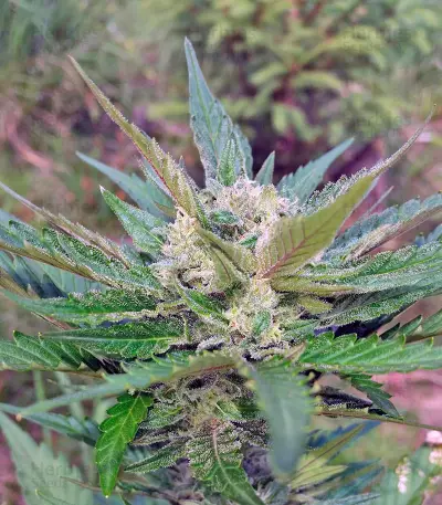 Graines de cannabis Sweet Cheese Auto (Sweet Seeds)