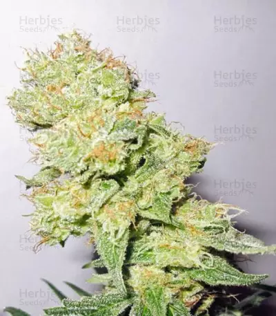 Y Griega CBD feminized seeds