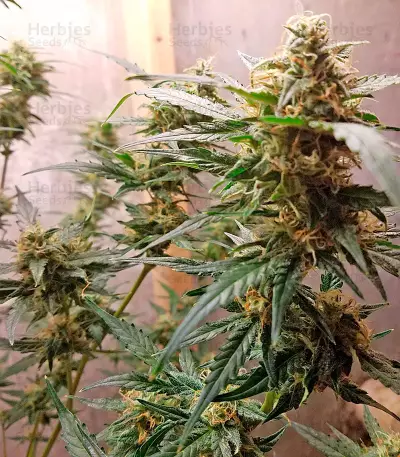 Graines de cannabis Auto Chocolate Skunk (00 Seeds)