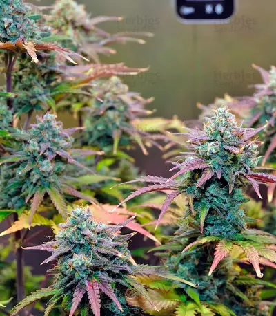 Auto Night Queen Seeds