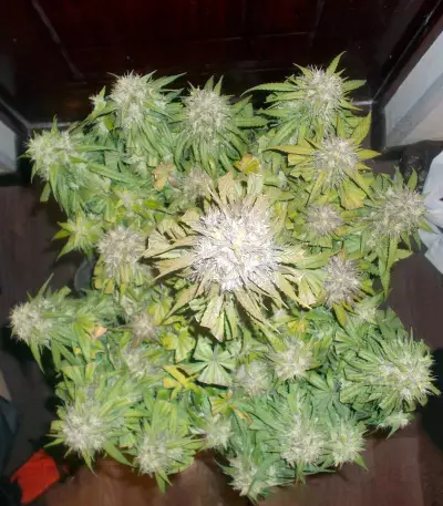 Semillas feminizadas Auto Blueberry