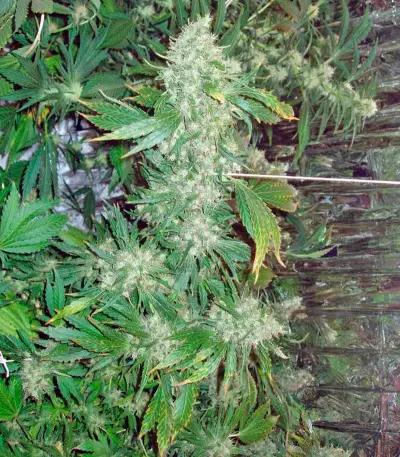 Graines de cannabis Brazil Amazonia (World of Seeds)