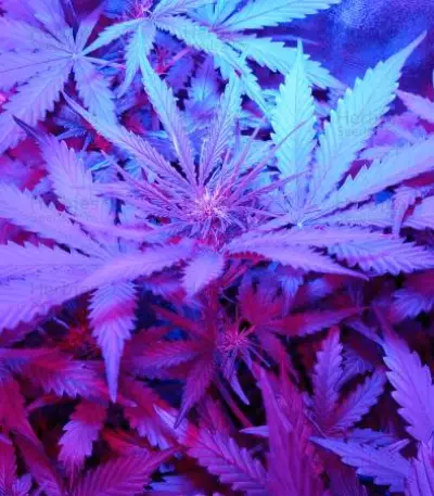 Critical Jack Herer Auto Seeds