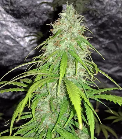 Cheese Autoflowering feminized seeds