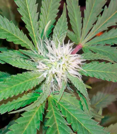 Chocolate Kush feminized seeds