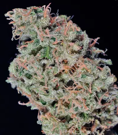 Durban Poison strain