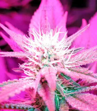 Lost Coast Hash Plant Seeds