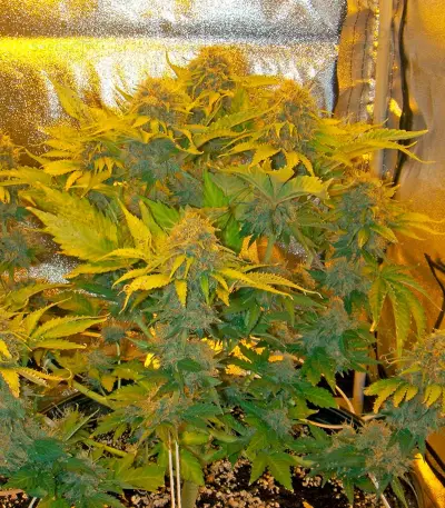 Pure Power Plant Seeds (Nirvana Seeds)