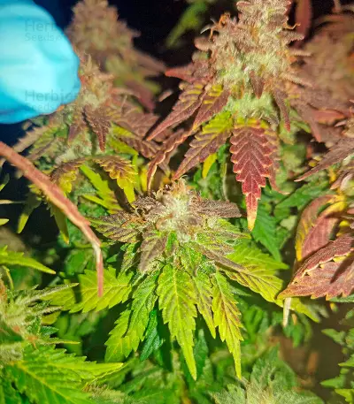 Purple Trainwreck feminized seeds