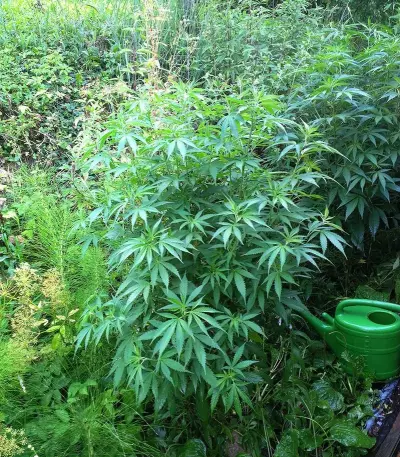 Skunk XL Seeds