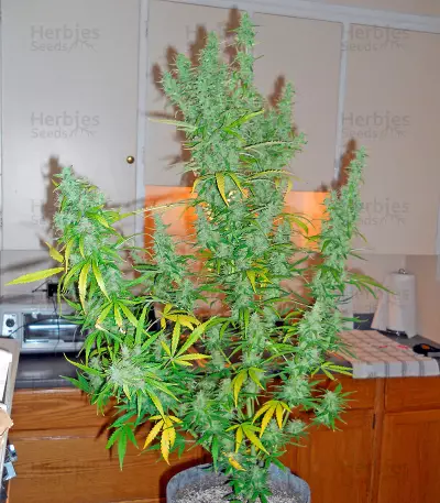 Sweet Coffee Ryder Auto (World of Seeds)