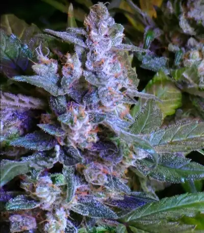 Graines de cannabis The Incredible Bulk Auto (Dr. Krippling Seeds)