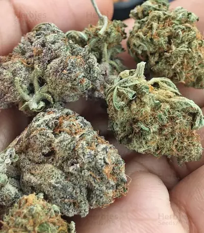 Tom Kush OG Seeds - Cannabis Strain Seeds for Sale