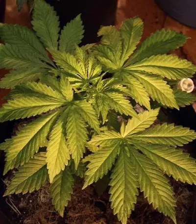 White Widow Auto feminized seeds (Green House Seeds)