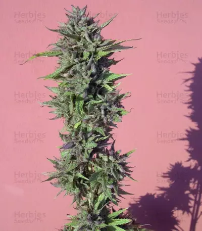 Y Griega feminized seeds