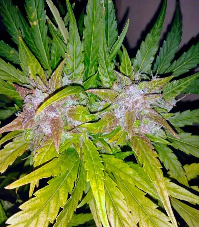 Semillas feminizadas Black Jack Auto (Sweet Seeds)