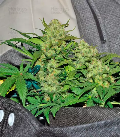 Fast Bud Auto Seeds
