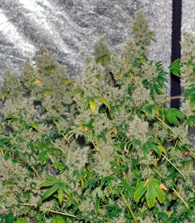 K-Train feminized seeds