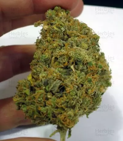 No Name Seeds