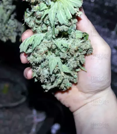 Critical Kush Seeds (Barney's Farm)