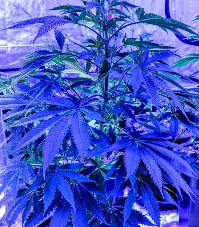 OG Kush feminized seeds (Dinafem Seeds)