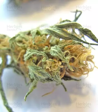Purple Maroc Seeds
