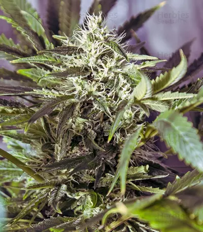 White Widow regular (Dutch Passion)