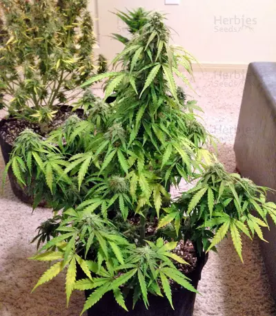 Kickass Auto feminized seeds