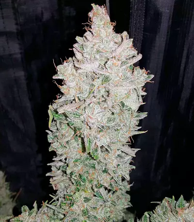 Blue Cheese Auto strain