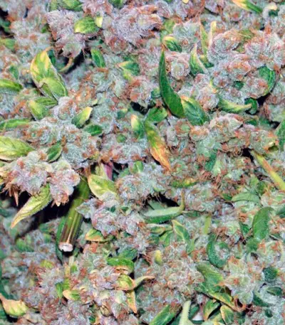 Blueberry Seeds