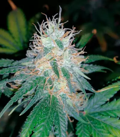 Bud Bud Bling Tingz Seeds
