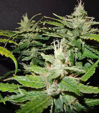 CBD Auto 1:1 (CBD Crack) feminized seeds