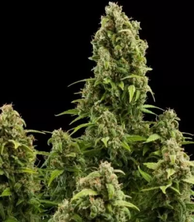 Diesel Automatic Seeds