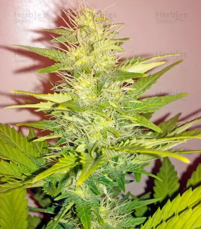 Ginger Punch Auto feminized seeds