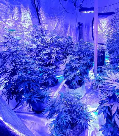 Kripple Shock strain