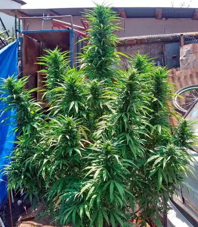 Graines de cannabis Kaboom (Kannabia Seeds)