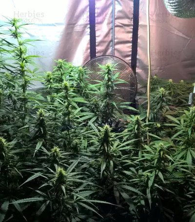 Semi femminizzati di Lemon Kush (Semi femminili)