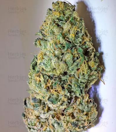 Lost Coast Skunk Auto (Humboldt Seeds Organization)