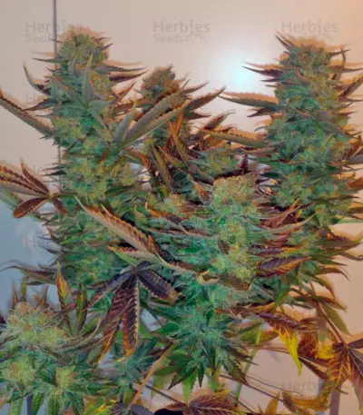 Masterkush Seeds