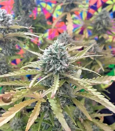 Northern Express Auto feminized seeds