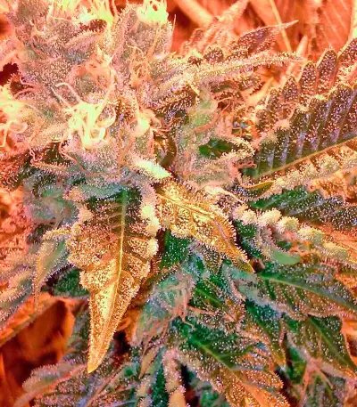 Northern Light X Big Bud (World of Seeds) Cannabis-Samen