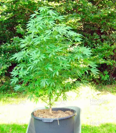Pure Power Plant regular (Nirvana Seeds)