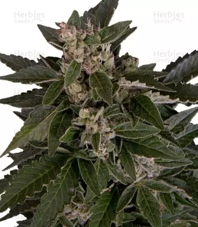 Royal Critical Automatic feminized seeds