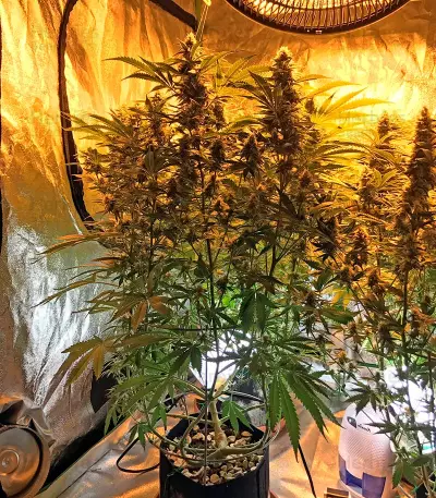 Snow White (Nirvana Seeds) Cannabis-Samen
