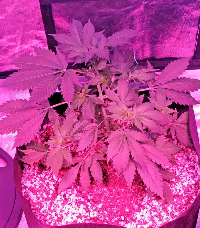 Swiss Cheese (Nirvana Seeds)