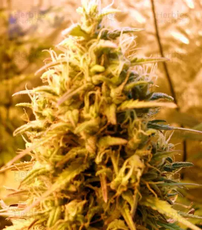 Cheesy Mist Tree (Teasy Mist Tree) (KFC Seeds)