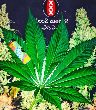 White Russian regular (Serious Seeds)