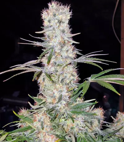 Alaskan Ice Seeds