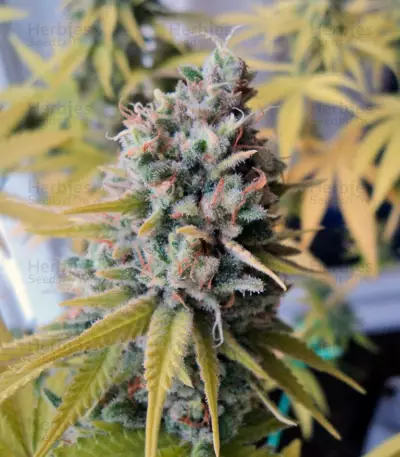 Big Foot feminized seeds
