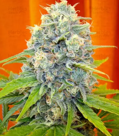 Graines de cannabis Channel + (Medical Seeds)